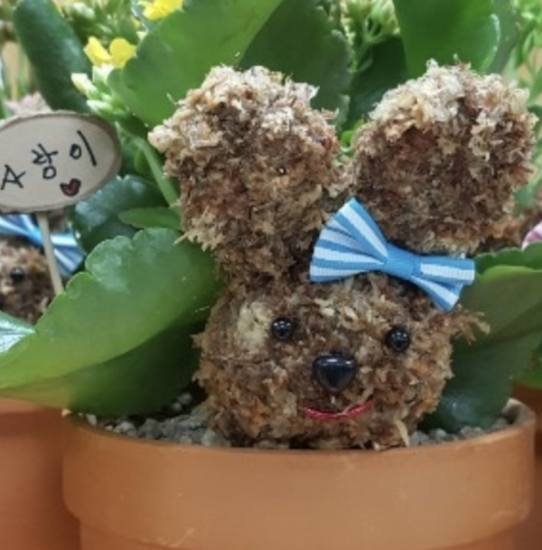 담양군 청소년 문화체험교실 원예 토피어리 화분.